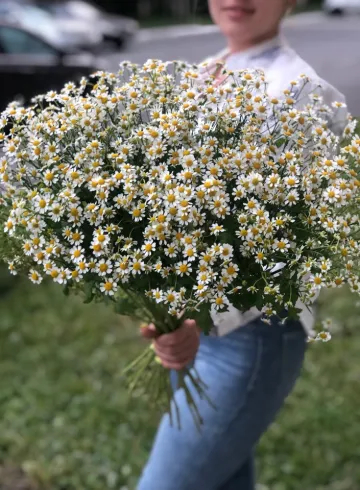 Букет из ромашек &laquo;Поляна чудес&raquo; от интернет-магазина цветов в 